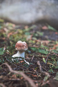 Close-up of mushroom growing on rock