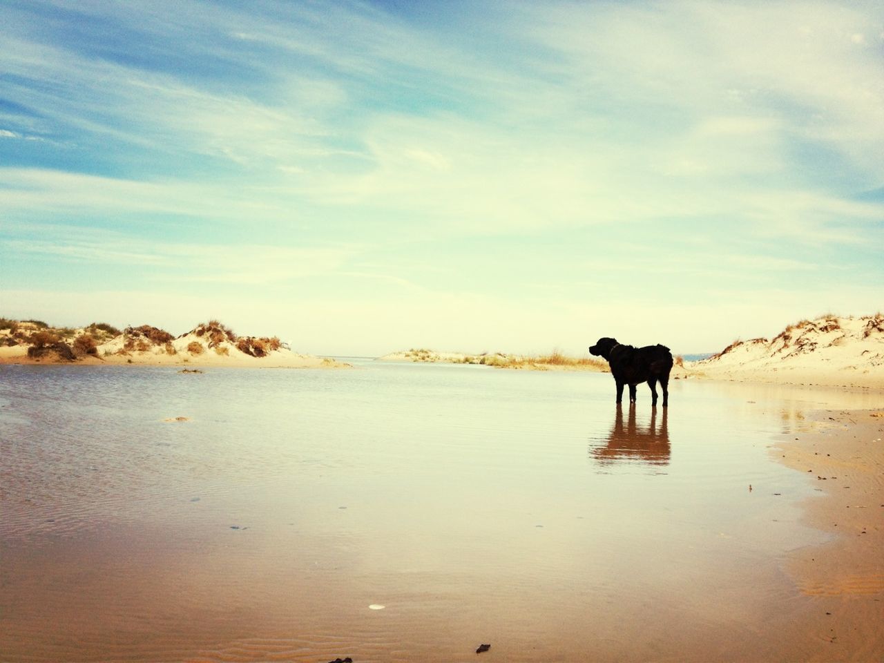 animal themes, domestic animals, water, mammal, dog, one animal, pets, sea, sky, beach, standing, nature, tranquil scene, tranquility, full length, beauty in nature, scenics, walking, shore, horse