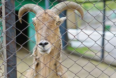 Goat by chainlink fence at karagandy zoo