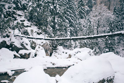 Snow covered trees on landscape