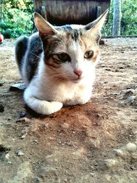 Close-up portrait of cat