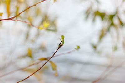 Close-up of plant against blurred background