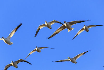 Low angle view of seagulls flying