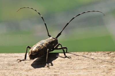 Rear-view close-up of bug