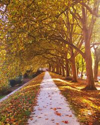 Road amidst trees in autumn