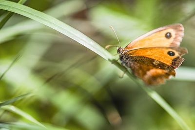 Butterfly on leaf