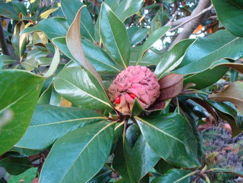 Close-up of pink flower growing on plant