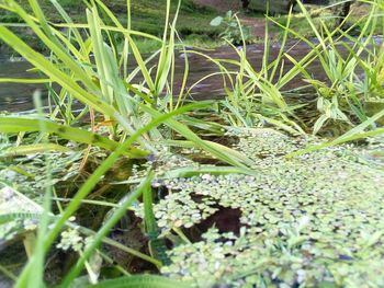 Close-up of plants growing on field