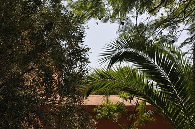Low angle view of palm trees against sky