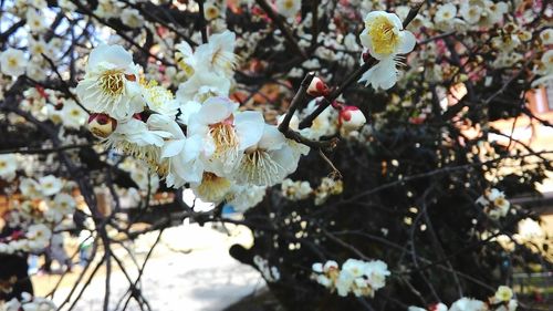 Close-up of flowers growing on tree