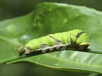 Close-up of caterpillar on leaf