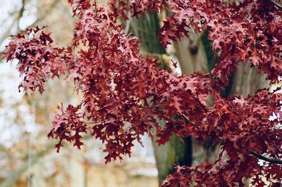 Close-up of red maple leaves on tree