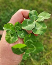 Close-up of hand holding leaves