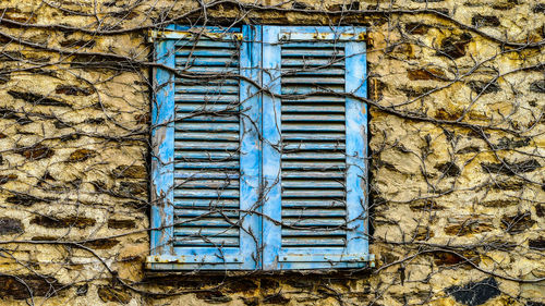 Branches growing by abandoned house