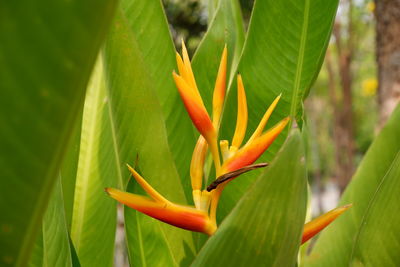 Close-up of orange flowering plant