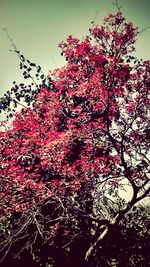 Low angle view of flowers on tree
