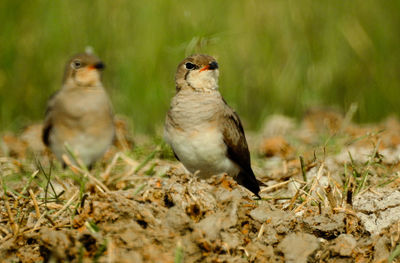 Close-up of bird on field