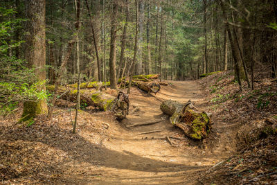 Dirt road amidst trees in forest