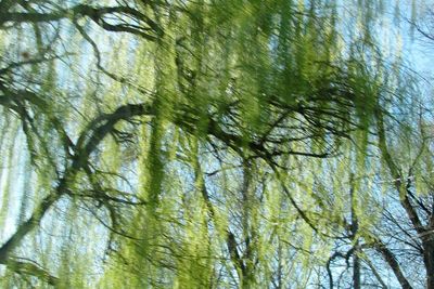 Low angle view of tree against sky