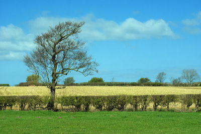 Tree on field against sky