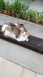 High angle view portrait of cat relaxing by plants