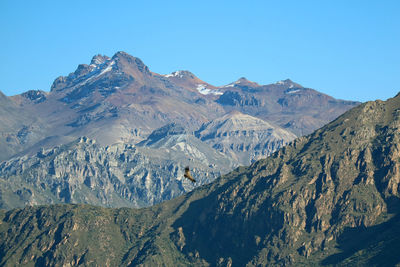 Andean condors flying in the colca canyon, the highland of arequipa region, peru