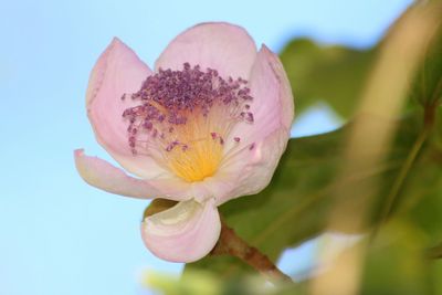 Close-up of flower blooming against sky