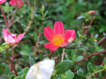 Close-up of flower blooming outdoors