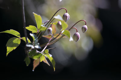 Close-up of flowering plant