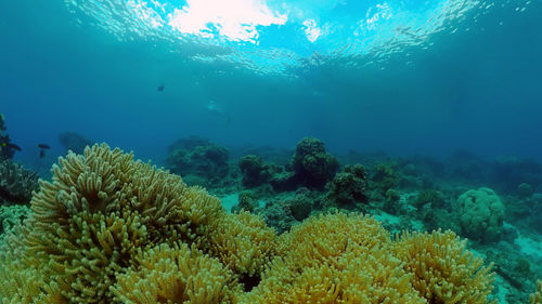 Underwater fish garden reef. reef coral scene. seascape under water. philippines.