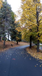 Trees by road in city during autumn