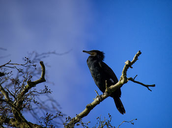 Low angle view of bird perching on tree against blue sky