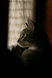 Close-up of a cat looking away