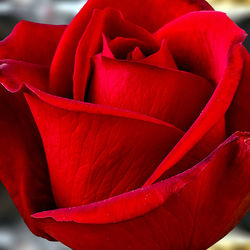 Close-up of red rose