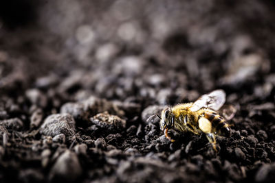 Close-up of insect on land