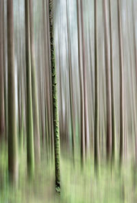 Full frame shot of bamboo trees in forest