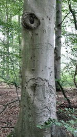 Close-up of tree trunk in forest