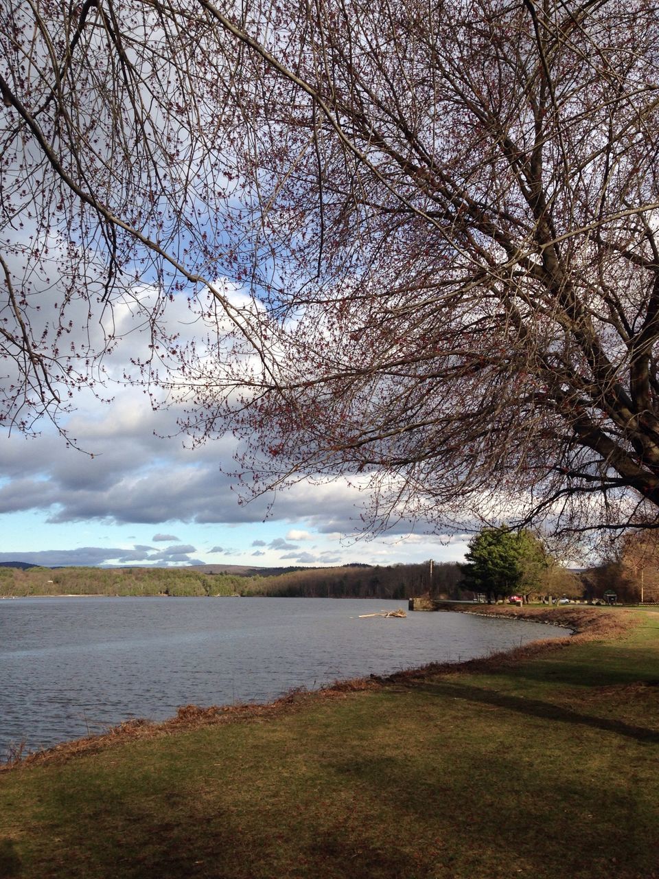 tree, water, bare tree, tranquility, tranquil scene, sky, branch, scenics, beauty in nature, nature, grass, lake, cloud - sky, river, lakeshore, landscape, idyllic, day, growth, outdoors