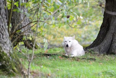 Dog sitting on tree trunk