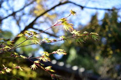 Low angle view of flowering plants on tree