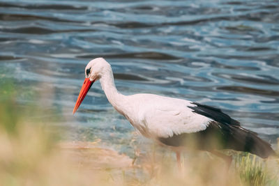 Close-up of bird perching on lake