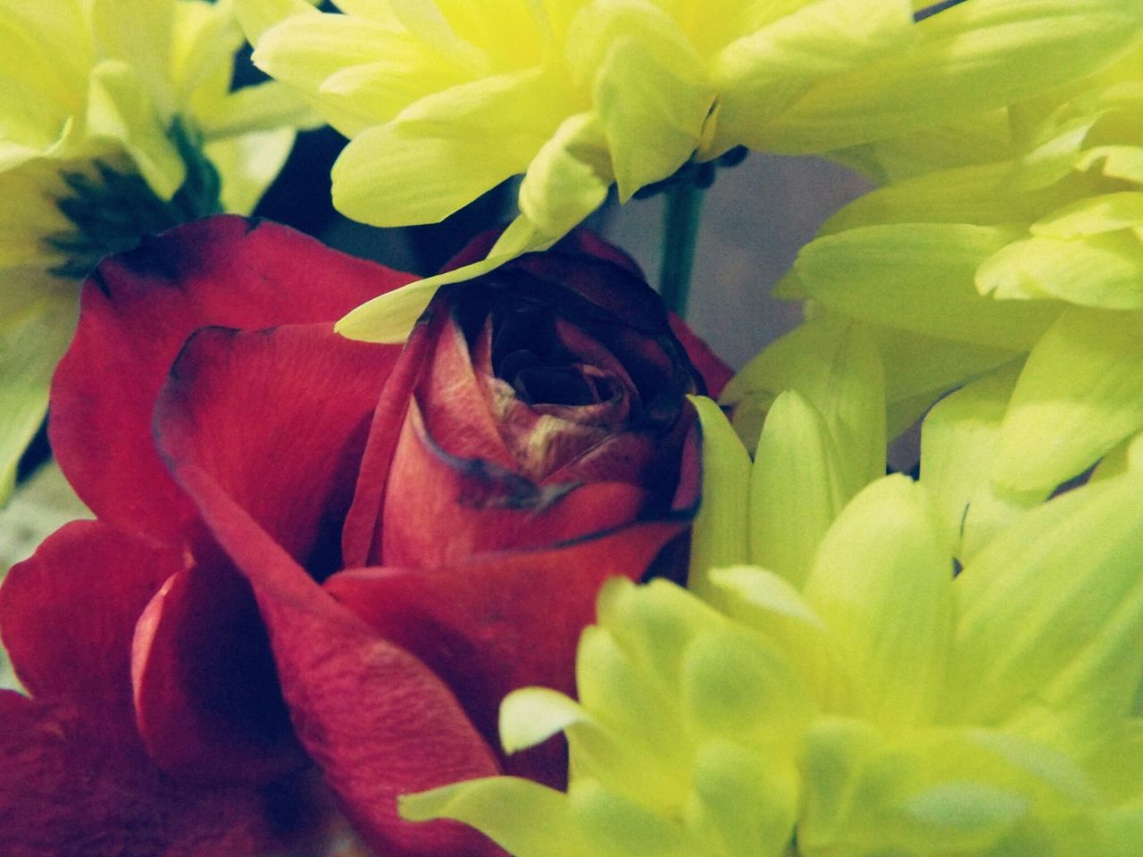 flower, petal, flower head, freshness, fragility, growth, beauty in nature, close-up, pink color, nature, blooming, plant, rose - flower, red, focus on foreground, yellow, in bloom, day, leaf, indoors