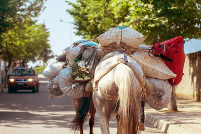 Horse carrying luggage outdoors
