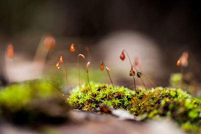 Close-up of mushroom growing on plant