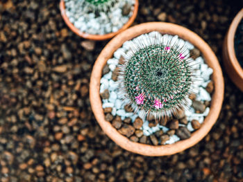 High angle view of potted plant