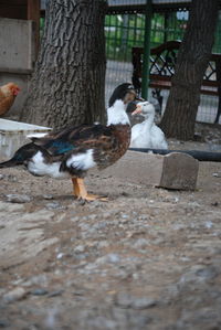 View of birds on tree trunk