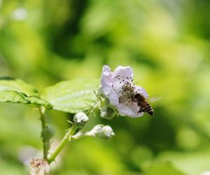 Close-up of insect on flower