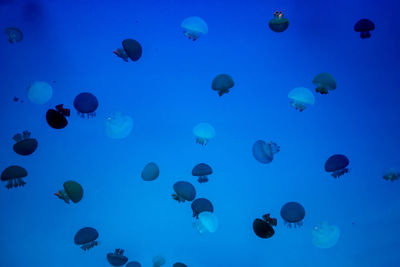View of jellyfish in sea