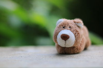 Close-up of stuffed toy