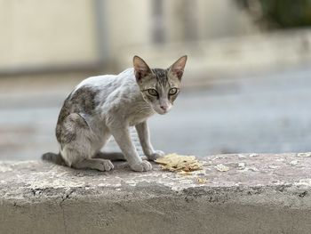 Portrait of a cat